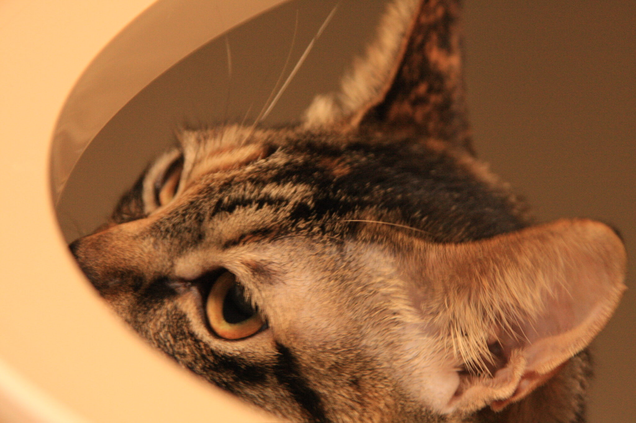 保護猫のききちゃんがトイレから覗いている